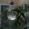 Hanging Glass Bulb - Image 3