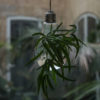 Hanging Glass Bulb - Image 4