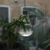 Hanging Glass Bulb - Image 5
