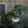 Hanging Glass Bulb